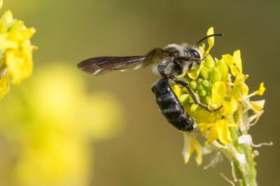  Andrena agilissima (Scopoli, 1770)