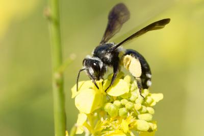  Andrena agilissima (Scopoli, 1770)