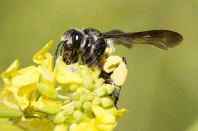  Andrena agilissima (Scopoli, 1770)