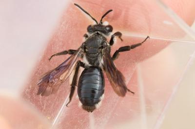  Andrena agilissima (Scopoli, 1770)