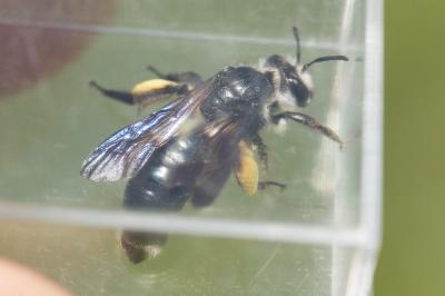  Andrena agilissima (Scopoli, 1770)