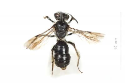  Andrena ampla Warncke, 1967