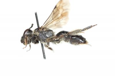  Andrena ampla Warncke, 1967