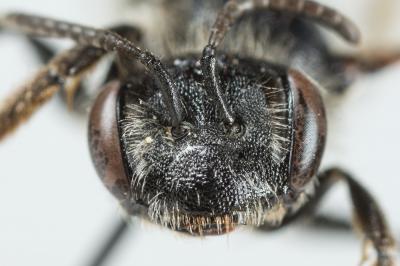  Andrena ampla Warncke, 1967