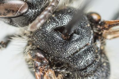  Andrena ampla Warncke, 1967