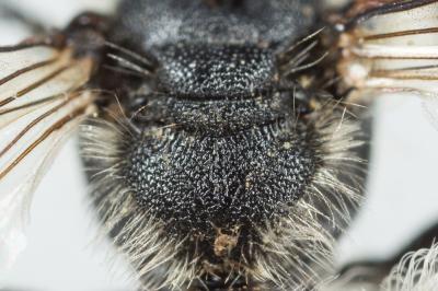  Andrena ampla Warncke, 1967