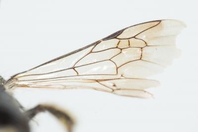  Andrena ampla Warncke, 1967