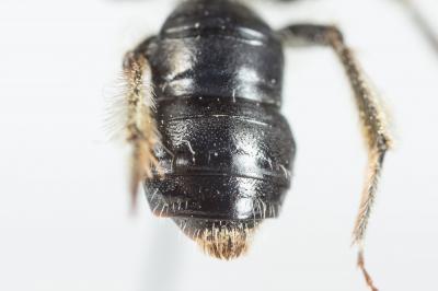  Andrena ampla Warncke, 1967