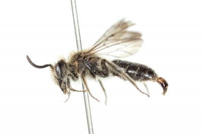  Andrena ampla Warncke, 1967