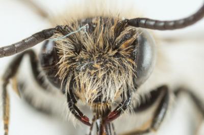  Andrena ampla Warncke, 1967