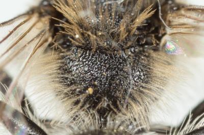  Andrena ampla Warncke, 1967