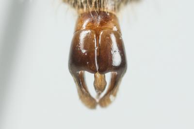  Andrena ampla Warncke, 1967