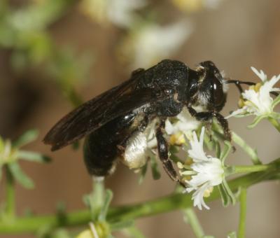  Andrena afrensis Warncke, 1967