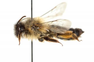  Andrena nuptialis Pérez, 1902