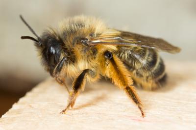  Andrena nuptialis Pérez, 1902