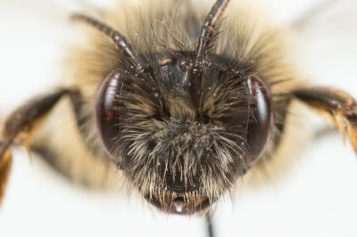  Andrena nuptialis Pérez, 1902