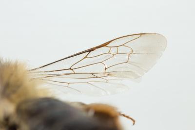  Andrena nuptialis Pérez, 1902