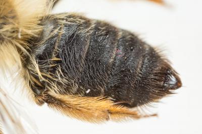  Andrena nuptialis Pérez, 1902