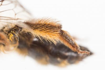 Andrena nuptialis Pérez, 1902