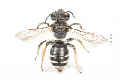  Andrena ovata