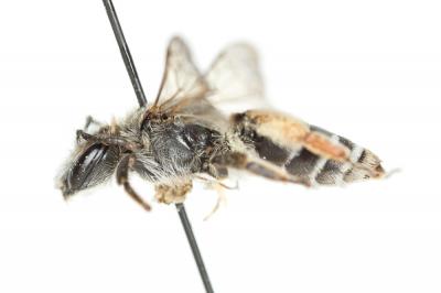  Andrena ovata