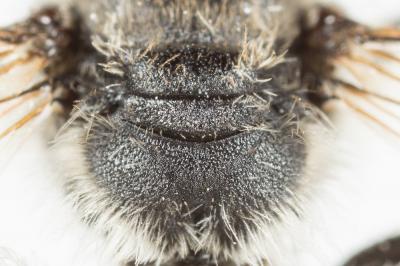  Andrena ovata