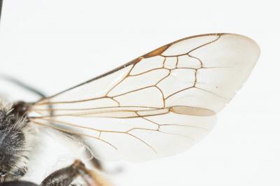  Andrena ovata