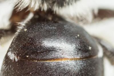  Andrena ovata