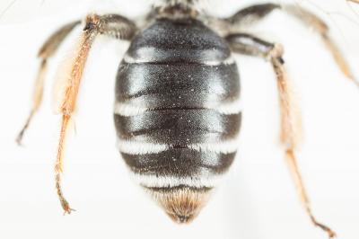  Andrena ovata