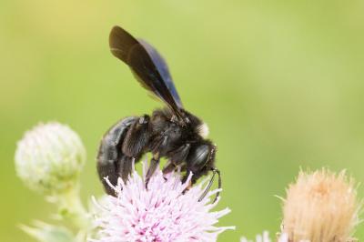  Andrena morio Brullé, 1832