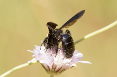  Andrena morio Brullé, 1832