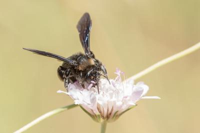 Andrena morio Brullé, 1832