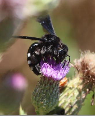  Andrena albopunctata (Rossi, 1792)