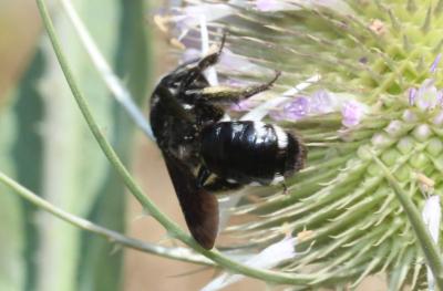  Andrena albopunctata (Rossi, 1792)