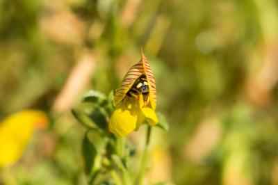  Anthidiellum strigatum (Panzer, 1805)