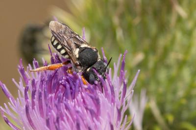  Pseudoanthidium reticulatum (Mocsáry, 1884)