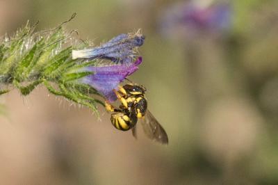  Anthidiellum strigatum (Panzer, 1805)