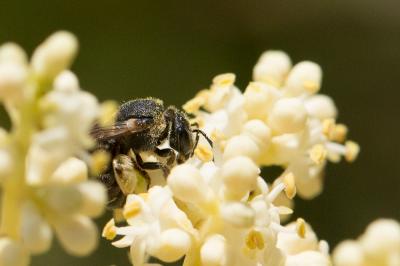  Nomiapis diversipes (Latreille, 1806)