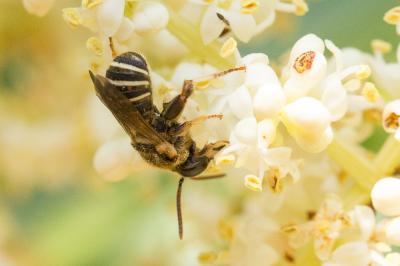  Nomiapis diversipes (Latreille, 1806)