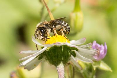  Nomiapis diversipes (Latreille, 1806)