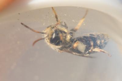  Nomiapis diversipes (Latreille, 1806)