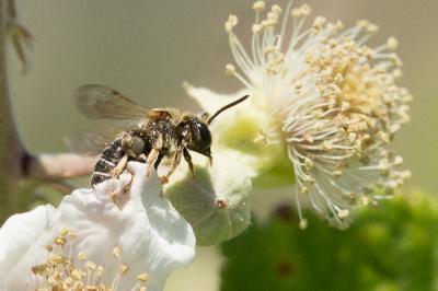  Nomiapis diversipes (Latreille, 1806)