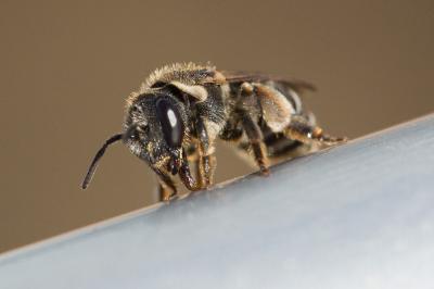  Nomiapis diversipes (Latreille, 1806)