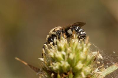  Nomiapis diversipes (Latreille, 1806)