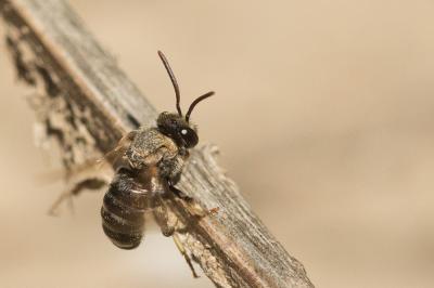  Nomiapis diversipes (Latreille, 1806)