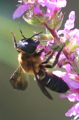  Megachile sculpturalis Smith, 1853