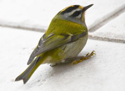 Roitelet à triple bandeau Regulus ignicapilla (Temminck, 1820)