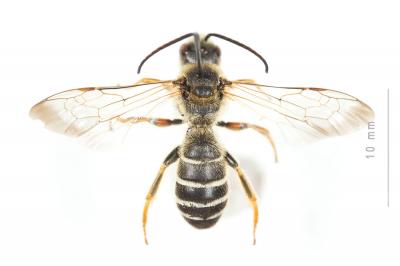 Halictus quadricinctus (Fabricius, 1776)