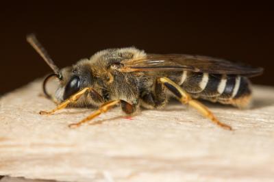  Halictus quadricinctus (Fabricius, 1776)