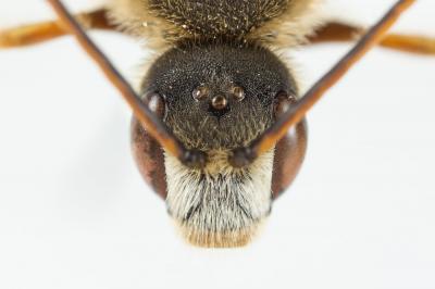  Halictus quadricinctus (Fabricius, 1776)